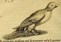 An illustration from Histoire de la Laponie, : sa description, l'origine, les moeurs, la maniere de vivre de ses habitans, leur religion, leur magie, & les choses rares du païs. Avec plusieurs additions & augmentations fort curieuses, qui jusques-icy n'ont pas esté imprimées. (1678)