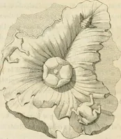 Picture 25 of 94 from Histoire de l'art chez les anciens (1793), leaf 531