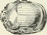 Picture 91 of 443 from Histoire de l'art dans l'antiquité: Égypte, Assyrie, Perse, Asie Mineure, Grece, Etrurie, Rome (1882), leaf 257