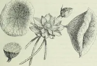 Picture 272 of 443 from Histoire de l'art dans l'antiquité: Égypte, Assyrie, Perse, Asie Mineure, Grece, Etrurie, Rome (1882), leaf 682
