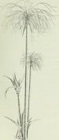 Picture 273 of 443 from Histoire de l'art dans l'antiquité: Égypte, Assyrie, Perse, Asie Mineure, Grece, Etrurie, Rome (1882), leaf 684