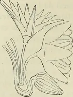 An illustration from Histoire de l'art dans l'antiquité: Égypte, Assyrie, Perse, Asie Mineure, Grece, Etrurie, Rome (1882)