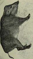 Picture 279 of 529 from Histoire de l'art pendant la Renaissance (1889), leaf 403