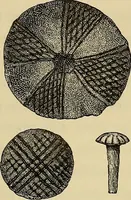 Picture 68 of 121 from Histoire de la verrerie et de l'émaillerie (1886), leaf 391