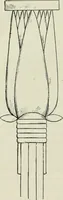 An illustration from Histoire de l'ordre lotiforme; étude d'archéologie égyptienne (1897)