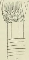 An illustration from Histoire de l'ordre lotiforme; étude d'archéologie égyptienne (1897)