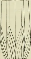 An illustration from Histoire de l'ordre lotiforme; étude d'archéologie égyptienne (1897)