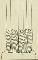 An illustration from Histoire de l'ordre lotiforme; étude d'archéologie égyptienne (1897)