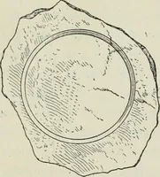 An illustration from Histoire de l'ordre lotiforme; étude d'archéologie égyptienne (1897)