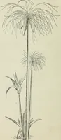 An illustration from Histoire de l'ordre lotiforme; étude d'archéologie égyptienne (1897)