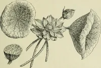An illustration from Histoire de l'ordre lotiforme; étude d'archéologie égyptienne (1897)