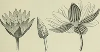 An illustration from Histoire de l'ordre lotiforme; étude d'archéologie égyptienne (1897)