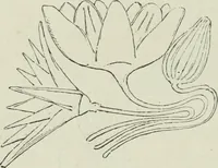An illustration from Histoire de l'ordre lotiforme; étude d'archéologie égyptienne (1897)