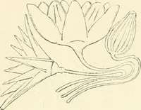 An illustration from Histoire de l'ordre lotiforme: étude d'archélogie égyptienne (1897)