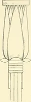 An illustration from Histoire de l'ordre lotiforme: étude d'archélogie égyptienne (1897)