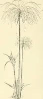 An illustration from Histoire de l'ordre lotiforme: étude d'archélogie égyptienne (1897)