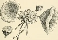 An illustration from Histoire de l'ordre lotiforme: étude d'archélogie égyptienne (1897)