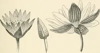 An illustration from Histoire de l'ordre lotiforme: étude d'archélogie égyptienne (1897)