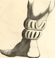 Picture 329 of 622 from Histoire de l'orfévrerie-joaillerie et des anciennes communautés et confréries d'orfévres-joailliers de la France et de la Belgique (1850), leaf 556