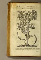Picture 7 of 26 from Histoire de Portugal, : contenant les entreprises, nauigations, & gestes memorables des Portugallois, tant en la conqueste des Indes Orientales par eux descouuertes, qu'és guerres d'Afrique & autres exploits, depuis l'an mil quatre cens nona[n]te six, sous Emmanuel premier, Iea[n] troisiesme, & Sebastia[n] premier du nom. (1581), leaf 136