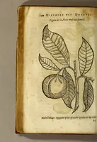 An illustration from Histoire de Portugal, : contenant les entreprises, nauigations, & gestes memorables des Portugallois, tant en la conqueste des Indes Orientales par eux descouuertes, qu'és guerres d'Afrique & autres exploits, depuis l'an mil quatre cens nona[n]te six, sous Emmanuel premier, Iea[n] troisiesme, & Sebastia[n] premier du nom. (1581)