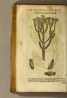 An illustration from Histoire de Portugal, : contenant les entreprises, nauigations, & gestes memorables des Portugallois, tant en la conqueste des Indes Orientales par eux descouuertes, qu'és guerres d'Afrique & autres exploits, depuis l'an mil quatre cens nona[n]te six, sous Emmanuel premier, Iea[n] troisiesme, & Sebastia[n] premier du nom. (1581)