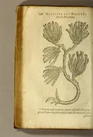An illustration from Histoire de Portugal, : contenant les entreprises, nauigations, & gestes memorables des Portugallois, tant en la conqueste des Indes Orientales par eux descouuertes, qu'és guerres d'Afrique & autres exploits, depuis l'an mil quatre cens nona[n]te six, sous Emmanuel premier, Iea[n] troisiesme, & Sebastia[n] premier du nom. (1581)