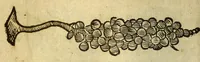 Picture 12 of 26 from Histoire de Portugal, : contenant les entreprises, nauigations, & gestes memorables des Portugallois, tant en la conqueste des Indes Orientales par eux descouuertes, qu'és guerres d'Afrique & autres exploits, depuis l'an mil quatre cens nona[n]te six, sous Emmanuel premier, Iea[n] troisiesme, & Sebastia[n] premier du nom. (1581), leaf 170