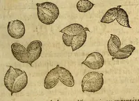 An illustration from Histoire de Portugal, : contenant les entreprises, nauigations, & gestes memorables des Portugallois, tant en la conqueste des Indes Orientales par eux descouuertes, qu'és guerres d'Afrique & autres exploits, depuis l'an mil quatre cens nona[n]te six, sous Emmanuel premier, Iea[n] troisiesme, & Sebastia[n] premier du nom. (1581)