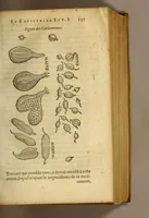An illustration from Histoire de Portugal, : contenant les entreprises, nauigations, & gestes memorables des Portugallois, tant en la conqueste des Indes Orientales par eux descouuertes, qu'és guerres d'Afrique & autres exploits, depuis l'an mil quatre cens nona[n]te six, sous Emmanuel premier, Iea[n] troisiesme, & Sebastia[n] premier du nom. (1581)