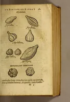 An illustration from Histoire de Portugal, : contenant les entreprises, nauigations, & gestes memorables des Portugallois, tant en la conqueste des Indes Orientales par eux descouuertes, qu'és guerres d'Afrique & autres exploits, depuis l'an mil quatre cens nona[n]te six, sous Emmanuel premier, Iea[n] troisiesme, & Sebastia[n] premier du nom. (1581)
