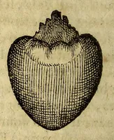 An illustration from Histoire de Portugal, : contenant les entreprises, nauigations, & gestes memorables des Portugallois, tant en la conqueste des Indes Orientales par eux descouuertes, qu'és guerres d'Afrique & autres exploits, depuis l'an mil quatre cens nona[n]te six, sous Emmanuel premier, Iea[n] troisiesme, & Sebastia[n] premier du nom. (1581)