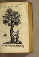 An illustration from Histoire de Portugal, : contenant les entreprises, nauigations, & gestes memorables des Portugallois, tant en la conqueste des Indes Orientales par eux descouuertes, qu'és guerres d'Afrique & autres exploits, depuis l'an mil quatre cens nona[n]te six, sous Emmanuel premier, Iea[n] troisiesme, & Sebastia[n] premier du nom. (1581)