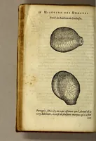 An illustration from Histoire de Portugal, : contenant les entreprises, nauigations, & gestes memorables des Portugallois, tant en la conqueste des Indes Orientales par eux descouuertes, qu'és guerres d'Afrique & autres exploits, depuis l'an mil quatre cens nona[n]te six, sous Emmanuel premier, Iea[n] troisiesme, & Sebastia[n] premier du nom. (1581)