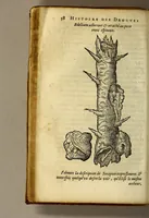 An illustration from Histoire de Portugal, : contenant les entreprises, nauigations, & gestes memorables des Portugallois, tant en la conqueste des Indes Orientales par eux descouuertes, qu'és guerres d'Afrique & autres exploits, depuis l'an mil quatre cens nona[n]te six, sous Emmanuel premier, Iea[n] troisiesme, & Sebastia[n] premier du nom. (1581)