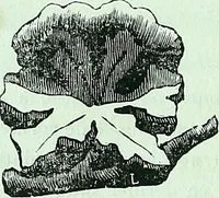 Picture 62 of 69 from Histoire & description pittoresque de la Cathedrale de Metz, des eglises adjacentes et collegiales (1843), leaf 360