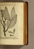 Picture 3 of 42 from Histoire des drogues espiceries, et de certains medicamens simples, qui naissent és Indes, tant Orientales que Occidentales, : diuisée en deux parties. : La premiere composee de trois liures: (1602), leaf 137