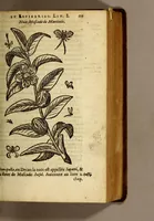 An illustration from Histoire des drogues espiceries, et de certains medicamens simples, qui naissent és Indes, tant Orientales que Occidentales, : diuisée en deux parties. : La premiere composee de trois liures: (1602)