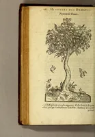 Picture 5 of 42 from Histoire des drogues espiceries, et de certains medicamens simples, qui naissent és Indes, tant Orientales que Occidentales, : diuisée en deux parties. : La premiere composee de trois liures: (1602), leaf 156