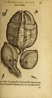 An illustration from Histoire des drogues espiceries, et de certains medicamens simples, qui naissent és Indes, tant Orientales que Occidentales, : diuisée en deux parties. : La premiere composee de trois liures: (1602)