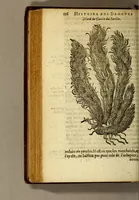An illustration from Histoire des drogues espiceries, et de certains medicamens simples, qui naissent és Indes, tant Orientales que Occidentales, : diuisée en deux parties. : La premiere composee de trois liures: (1602)