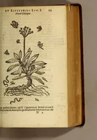 An illustration from Histoire des drogues espiceries, et de certains medicamens simples, qui naissent és Indes, tant Orientales que Occidentales, : diuisée en deux parties. : La premiere composee de trois liures: (1602)