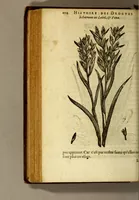 Picture 11 of 42 from Histoire des drogues espiceries, et de certains medicamens simples, qui naissent és Indes, tant Orientales que Occidentales, : diuisée en deux parties. : La premiere composee de trois liures: (1602), leaf 224