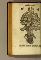 An illustration from Histoire des drogues espiceries, et de certains medicamens simples, qui naissent és Indes, tant Orientales que Occidentales, : diuisée en deux parties. : La premiere composee de trois liures: (1602)