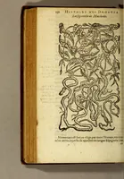 An illustration from Histoire des drogues espiceries, et de certains medicamens simples, qui naissent és Indes, tant Orientales que Occidentales, : diuisée en deux parties. : La premiere composee de trois liures: (1602)