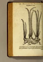 An illustration from Histoire des drogues espiceries, et de certains medicamens simples, qui naissent és Indes, tant Orientales que Occidentales, : diuisée en deux parties. : La premiere composee de trois liures: (1602)