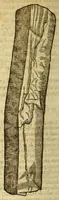 An illustration from Histoire des drogues espiceries, et de certains medicamens simples, qui naissent és Indes, tant Orientales que Occidentales, : diuisée en deux parties. : La premiere composee de trois liures: (1602)