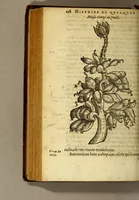 An illustration from Histoire des drogues espiceries, et de certains medicamens simples, qui naissent és Indes, tant Orientales que Occidentales, : diuisée en deux parties. : La premiere composee de trois liures: (1602)