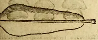 Picture 17 of 42 from Histoire des drogues espiceries, et de certains medicamens simples, qui naissent és Indes, tant Orientales que Occidentales, : diuisée en deux parties. : La premiere composee de trois liures: (1602), leaf 329