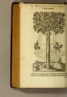 An illustration from Histoire des drogues espiceries, et de certains medicamens simples, qui naissent és Indes, tant Orientales que Occidentales, : diuisée en deux parties. : La premiere composee de trois liures: (1602)